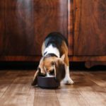 Die richtige Fütterungsroutine für Ihren Hund: Warum Hund nicht nach 17 Uhr füttern?