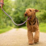 Ultimative Anleitung: Wie oft muss ein Hund raus? Sorge für das Wohlbefinden deines Vierbeiners