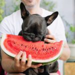Welches Obst dürfen Hunde essen? Eine umfassende Anleitung für die sichere Ernährung