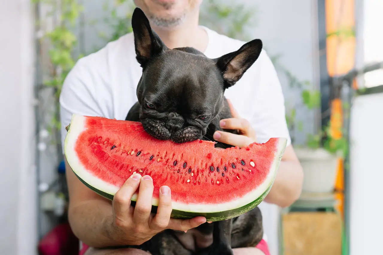 Welches Obst dürfen Hunde essen? Eine umfassende Anleitung für die sichere Ernährung