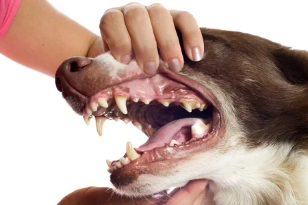 Wie viele Zähne hat ein Hund? Enthüllende Zahnfakten und wichtige Informationen