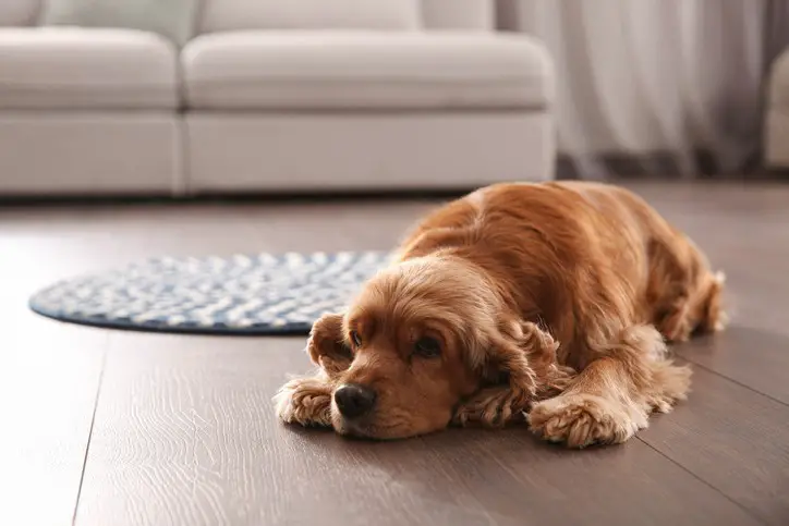 Wurmkur Hund Wie oft ist die richtige Häufigkeit zur effektiven Entwurmung?