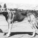 Die Geschichte von Hitlers Hund: Name, Berühmtheit und Rolle in der deutschen Geschichte
