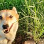 Enthülle das Geheimnis: Warum frisst mein Hund Gras? Ultimativer Leitfaden & Lösungen