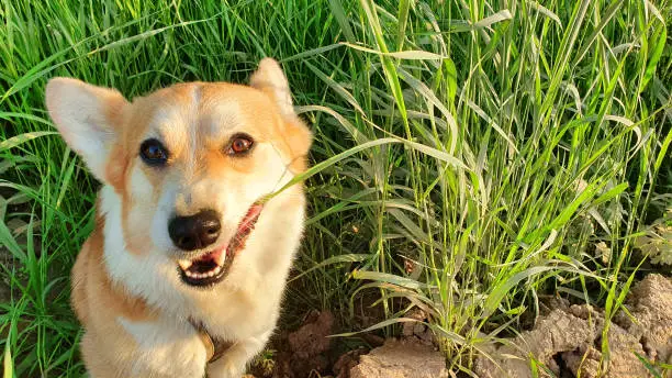 Enthülle das Geheimnis: Warum frisst mein Hund Gras? Ultimativer Leitfaden & Lösungen