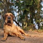 Große Hunde: Ihr umfassender Leitfaden zu den faszinierenden Eigenschaften und Bedürfnissen großer Hunderassen