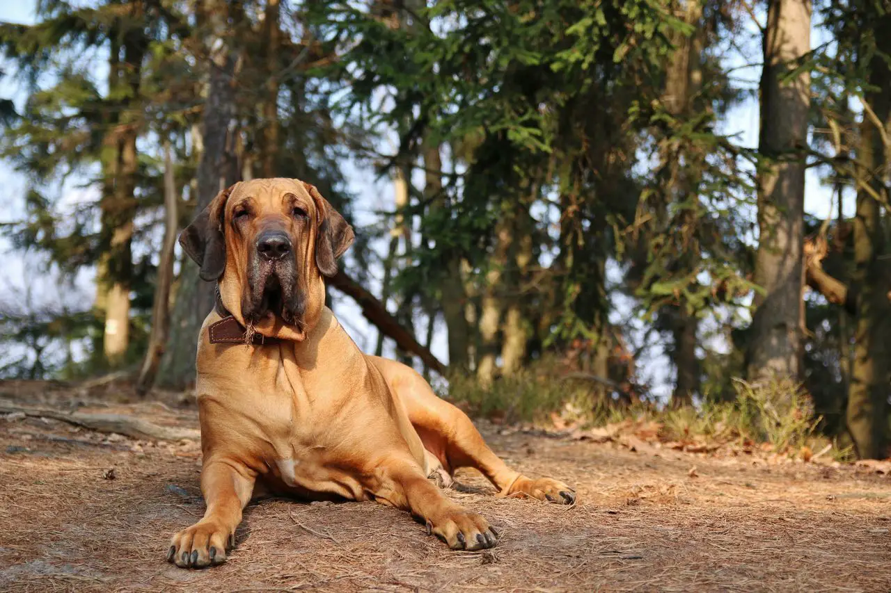 Große Hunde: Ihr umfassender Leitfaden zu den faszinierenden Eigenschaften und Bedürfnissen großer Hunderassen