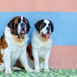 Große Hunderassen: Ihr umfassender Leitfaden zu den beeindruckendsten XXL-Hunden