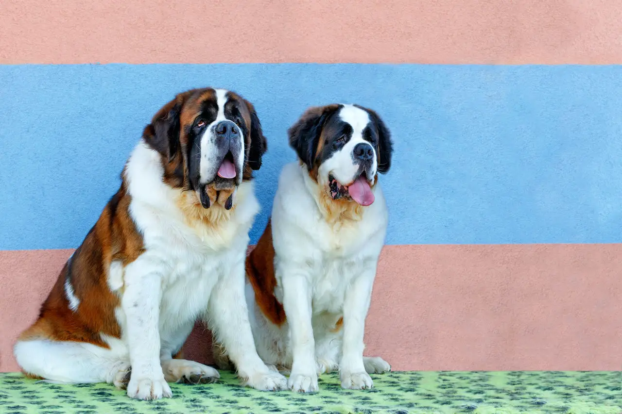 Große Hunderassen: Ihr umfassender Leitfaden zu den beeindruckendsten XXL-Hunden
