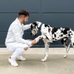 Großer Hund: Ihr umfassender Leitfaden zu großen Hunderassen