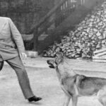 Hitlers Hund Blondi: Name, Bedeutung und Schicksal im Dritten Reich