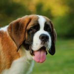 Hunderassen Groß: Ihr umfassender Leitfaden zu den größten und beeindruckendsten Hunden
