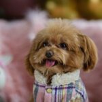 Kleine Hunderassen: Ihr umfassender Leitfaden zur Auswahl des perfekten Begleiters