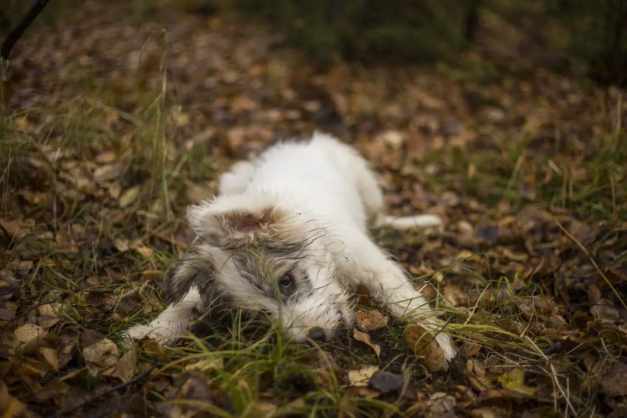 Warum fressen Hunde Gras? Ein umfassender Leitfaden