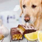 Was dürfen Hunde nicht essen: Enthüllung der gefährlichsten Lebensmittel für Ihren Hund