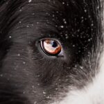 Welche Farben Sehen Hunde? Ein Faszinierender Einblick in die Farbwahrnehmung unserer Vierbeiner