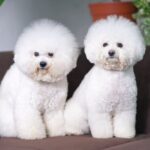 Welche hunde haaren Nicht - Verständnis von Hundehaar und Haarausfall