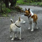 Wie bringe ich meinem Hund bei, andere Hunde zu ignorieren: Ultimativer Leitfaden für effektives Hundetraining
