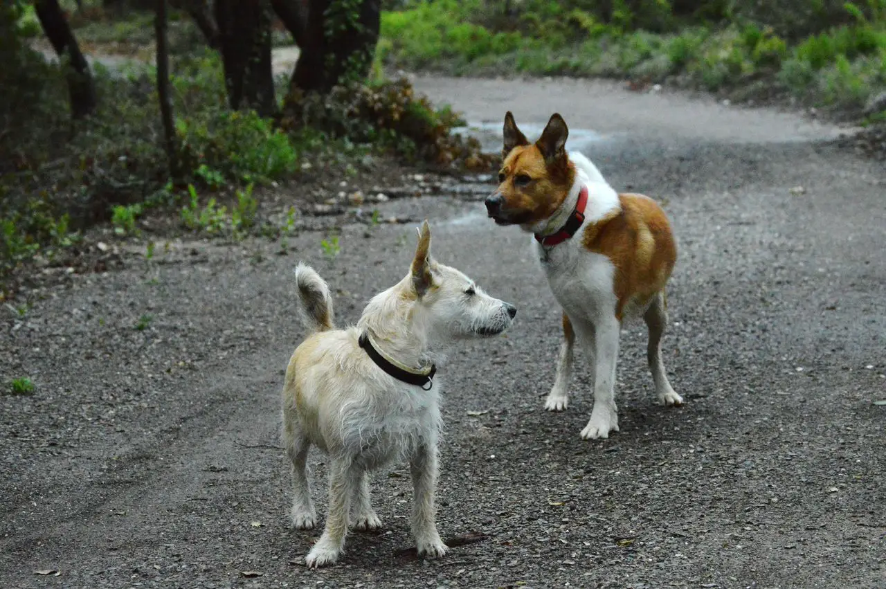 Wie bringe ich meinem Hund bei, andere Hunde zu ignorieren: Ultimativer Leitfaden für effektives Hundetraining