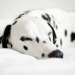 Wie lange schlafen Hunde? Ein umfassender Leitfaden für optimale Hundegesundheit