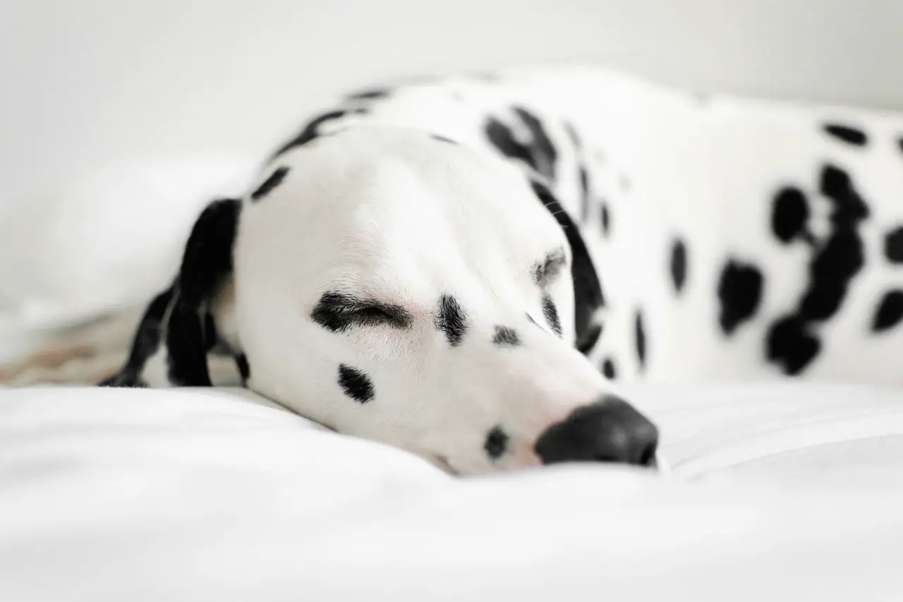 Wie lange schlafen Hunde? Ein umfassender Leitfaden für optimale Hundegesundheit