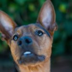 Wie sehen Hunde: Enthüllung der erstaunlichen Geheimnisse des Hundesichts