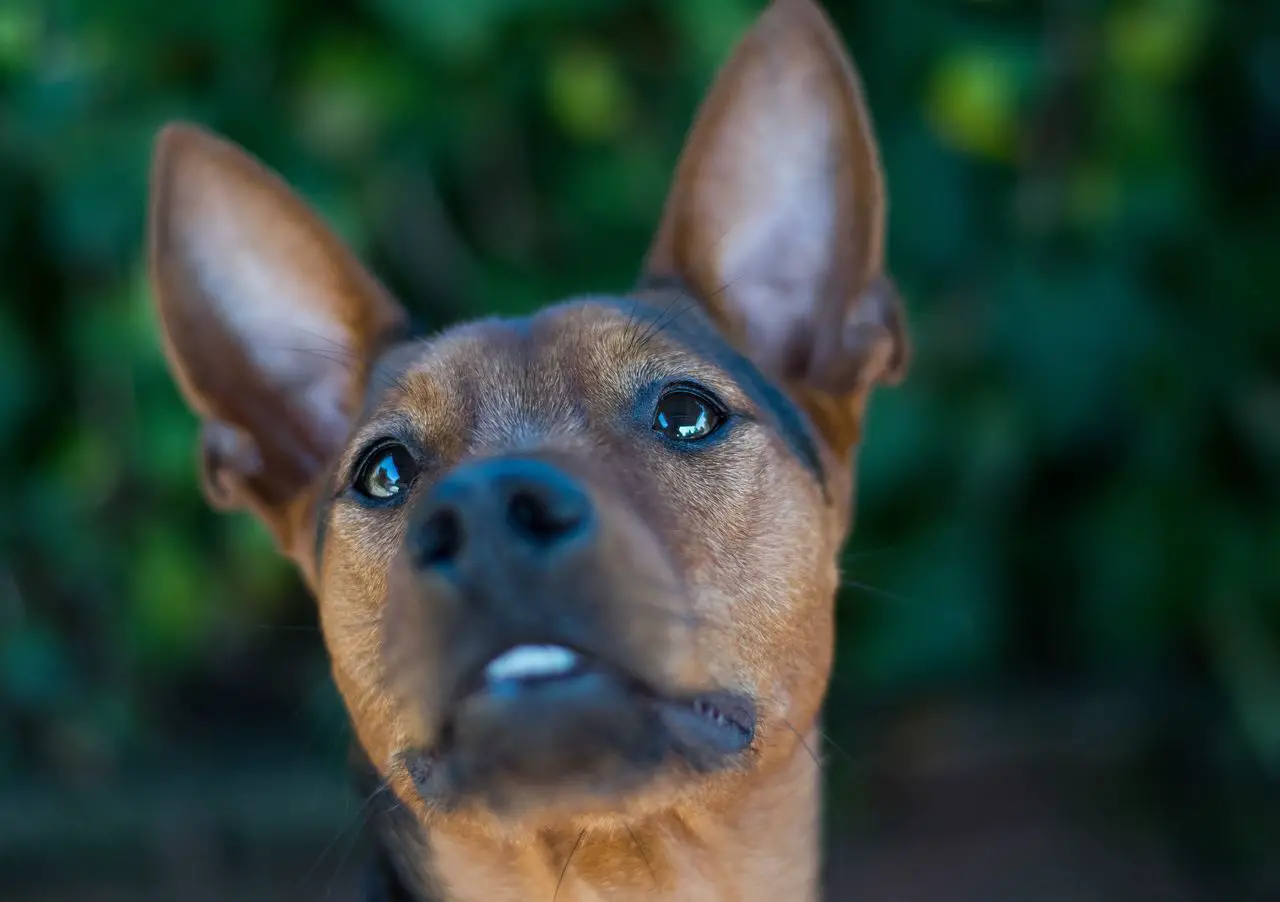 Wie sehen Hunde: Enthüllung der erstaunlichen Geheimnisse des Hundesichts
