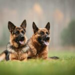 Wie viele Hunde gibt es in Deutschland? - Enthüllende Fakten und Statistiken