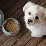 Futterbedarf-Rechner für Hunde: So funktioniert es!