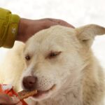 Gesunde Ernährung für Hunde: Was sie essen sollten