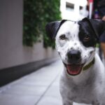 Häufigkeit des Stuhlgangs bei Hunden: Was ist normal und wann zum Tierarzt?