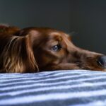 Hund erkältet: Hausmittel und Behandlungsmöglichkeiten