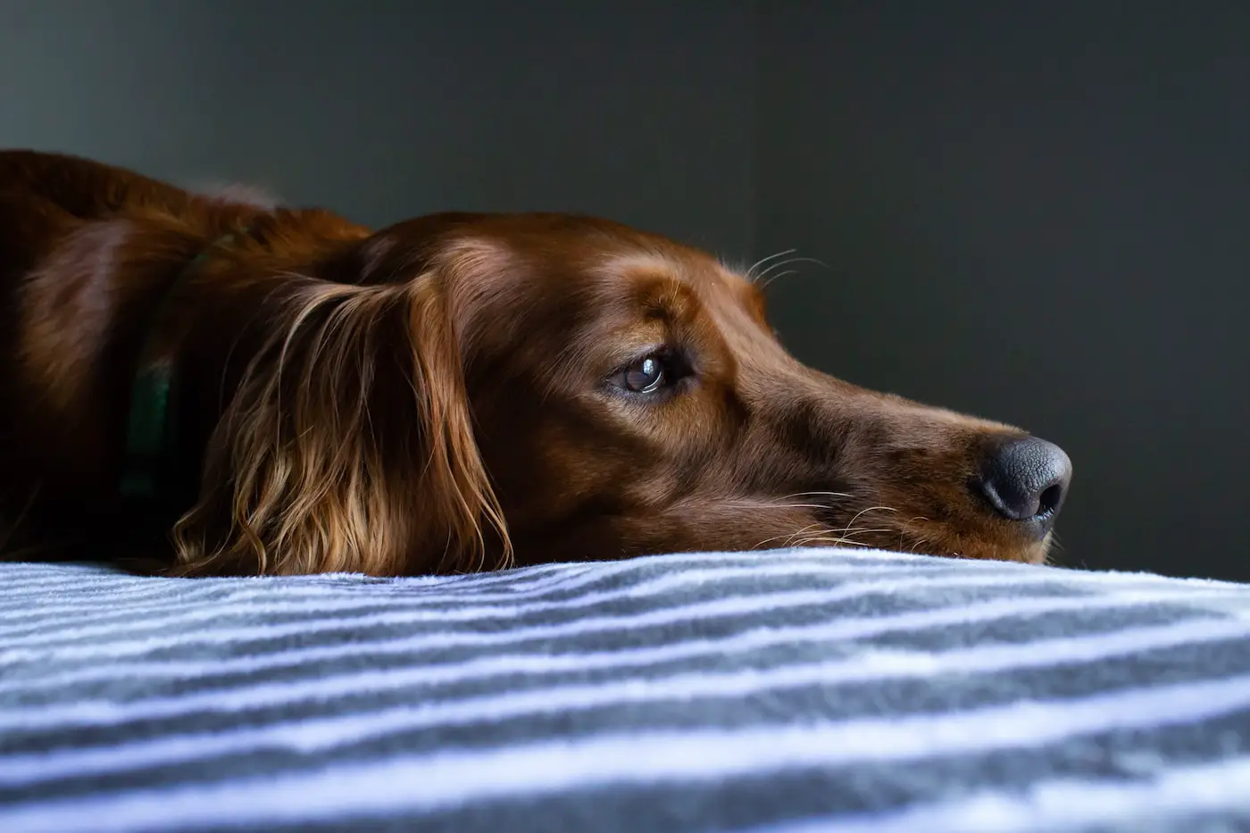 Hund erkältet: Hausmittel und Behandlungsmöglichkeiten