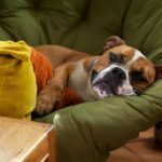 Hund erkältet: Symptome, Ursachen, Behandlung und Vorbeugung