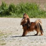 Hund heult wie ein Wolf: Ursachen und Verbindung zu Wölfen
