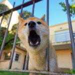 Hundebellen abgewöhnen: Wie Gewöhne Ich Meinem Hund das Bellen Ab? Tipps & Methoden