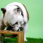 Hunderechner: Wie viel Futter braucht mein Hund?