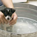 Milben beim Hund bekämpfen: Mittel und Behandlungen