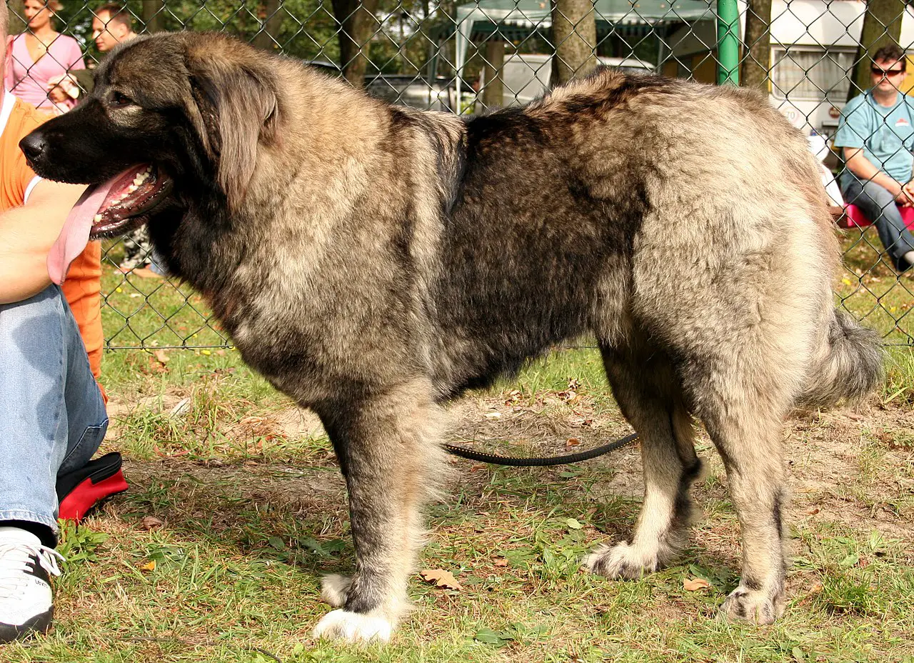 russische hirtenhund