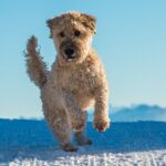 So beheben Sie das Anspringen Ihres Hundes: Martin Rütters Rat