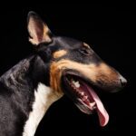Tollwutimpfung für Hunde: Warum, wie oft und wo impfen lassen?