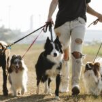 Weltweite Hundepopulation: Ursachen und Zukunftsaussichten
