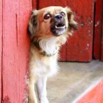 Wie lange darf ein Hund bellen? Richtlinien & Tipps für Hundebesitzer