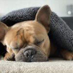 wie viel schläft ein hund