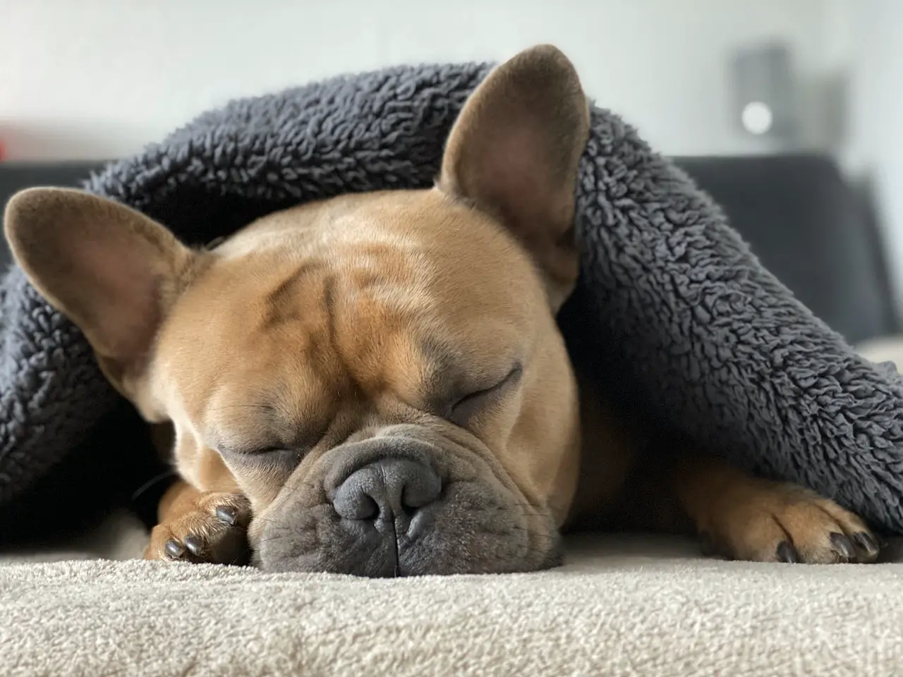 wie viel schläft ein hund