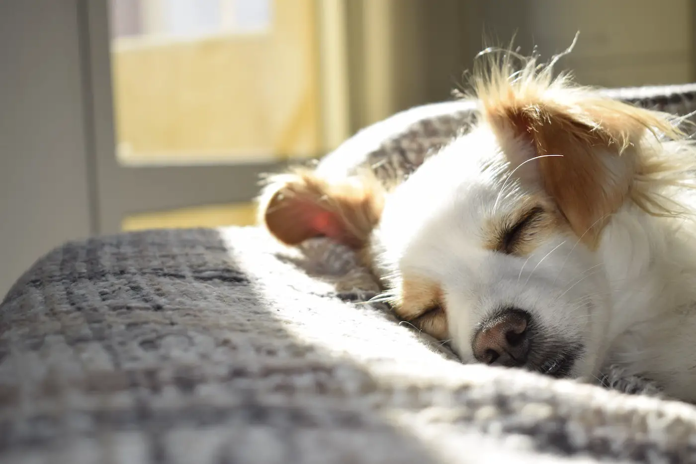 wie viel schlaf braucht ein hund