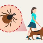Zeckenbiss beim Hund: Symptome, Gefahren und Vorbeugung