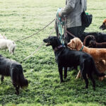 Alle Hunderassen: Ein umfassender Leitfaden zu über 350 Hunderassen