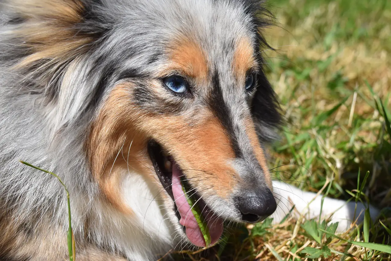 hund frisst gras wie verrückt