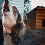 hund jault wie ein wolf
